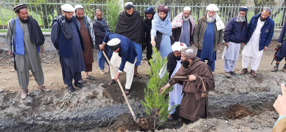 کمپاین نهال‌شانی در ولسوالی شکردره ولایت کابل  جریان دارد