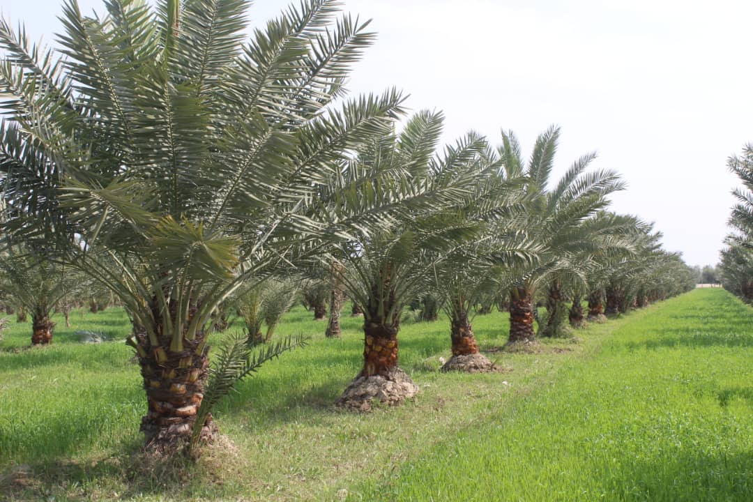 د ننګرهار کانال ریاست: د خرما بڼ د عواید غوره سرچینه ده