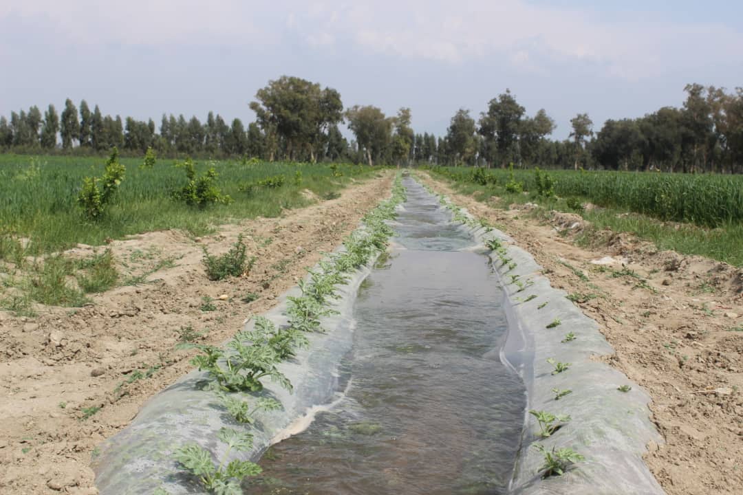 د ننګرهار کانال ریاست: په څه باندې اته زره جریبه ځمکه هندواڼې او خټکي کرل شوي دي