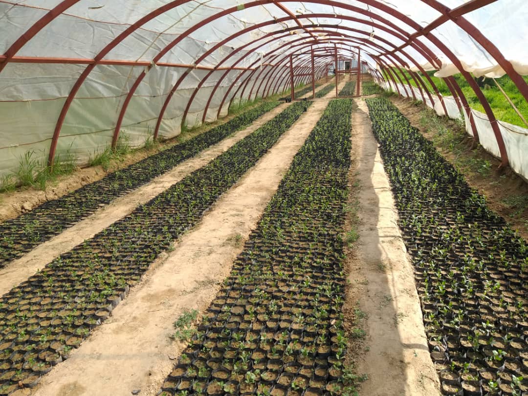 آغاز توزیع بیش از ۲۰ هزار نهال پسته در ولایت بادغیس