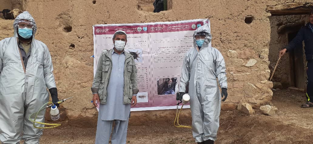 از جریان کمپاین  کرم‌زدایی حیوانات در ولایت دایکندی نظارت شد