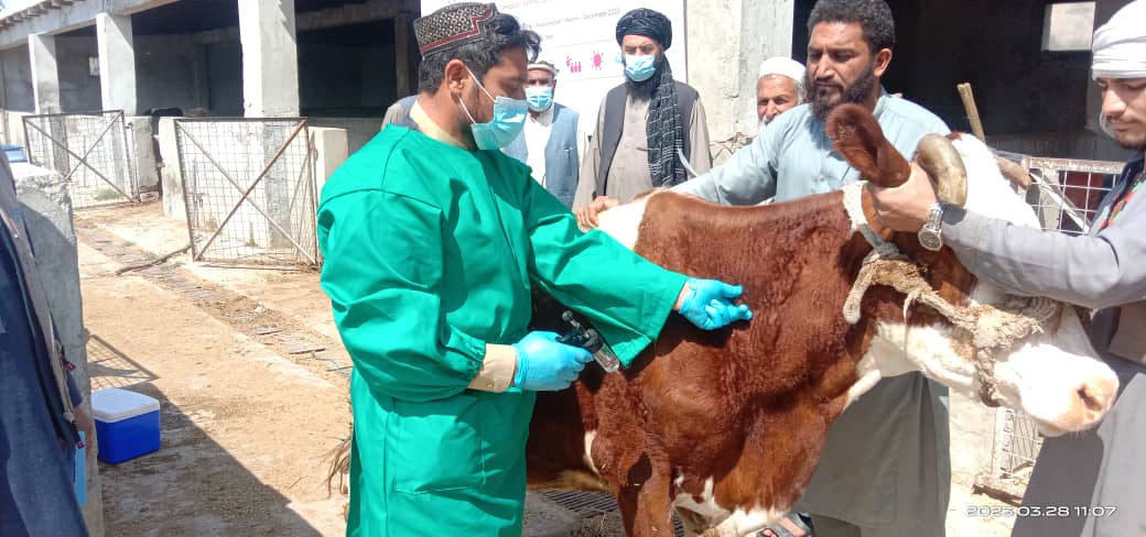 ننګرهار کې د غواګانو د پوستکې ناروغۍ د مخنیوي په موخه د واکسیناسیون کمپاین پیل شوی