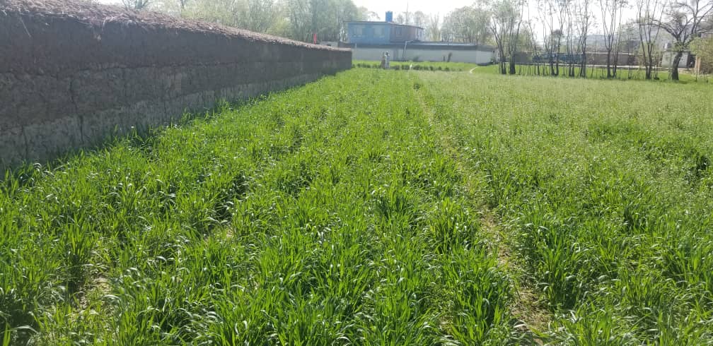 از قطعات نمایشی گندم در مرکز ولایت کاپیسا نظارت صورت گرفت