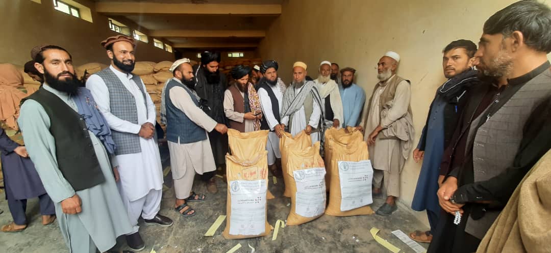 د لغمان قرغه یې کې پر ۷۰۰ بزګرانو د کیمیاوي سرو د وېش لړۍ پیل شوی