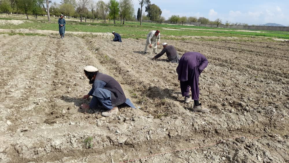 خوست کې پر یوشمېر کرنیزو توکو څېړنې روانې دي