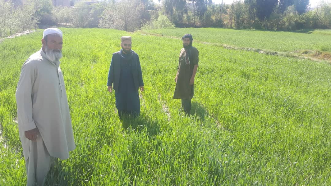 سروبي کې د غنمو ننداریزې کروندې جوړې شوي دي