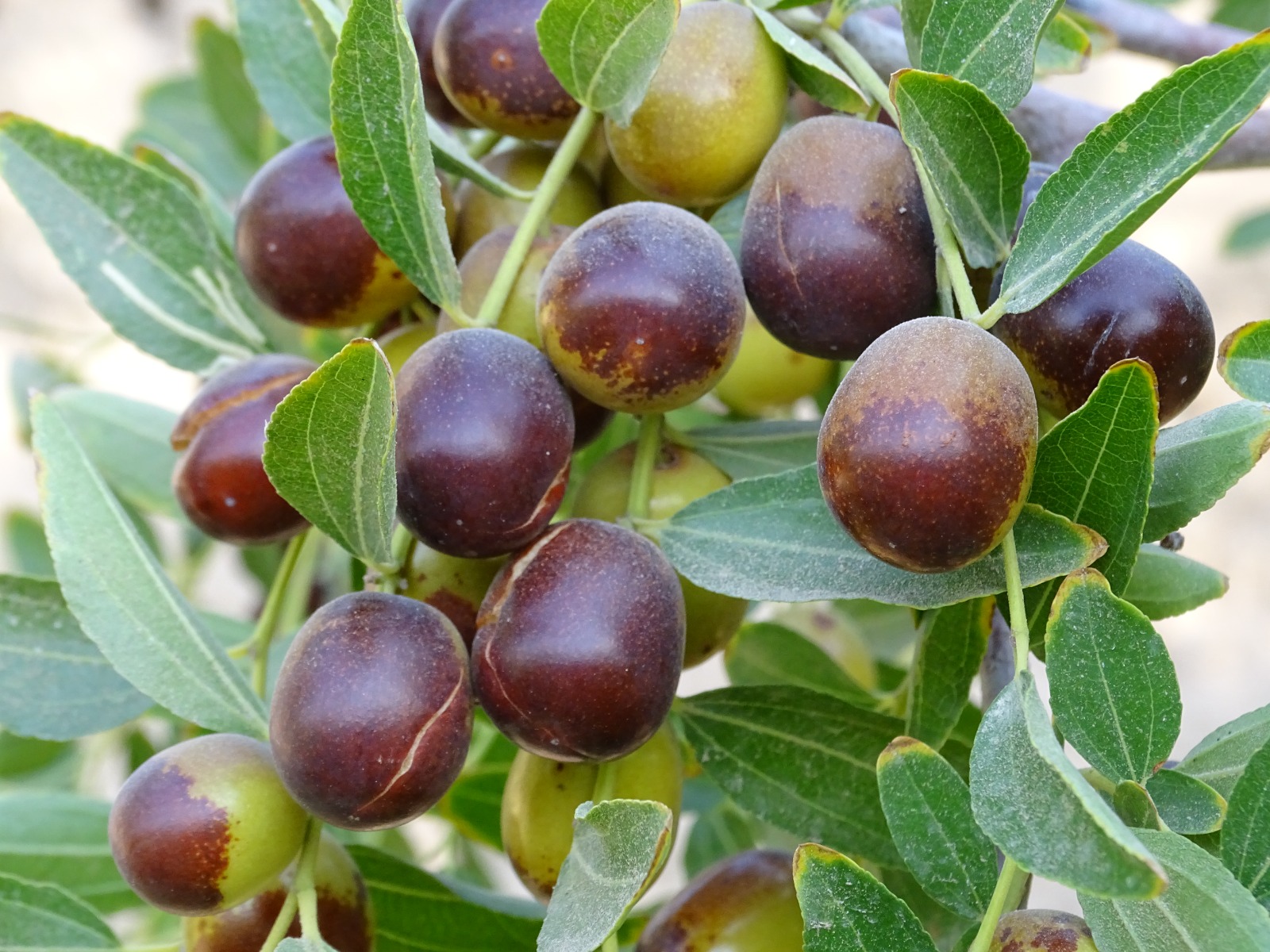 د عنابې حاصلات څلور زره او ۶۰۰ مټریک ټنو ته ورسېد