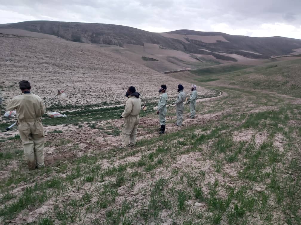 بغلان کې د ملخانو پر وړاندې د مبارزې کمپاين پیل شوی