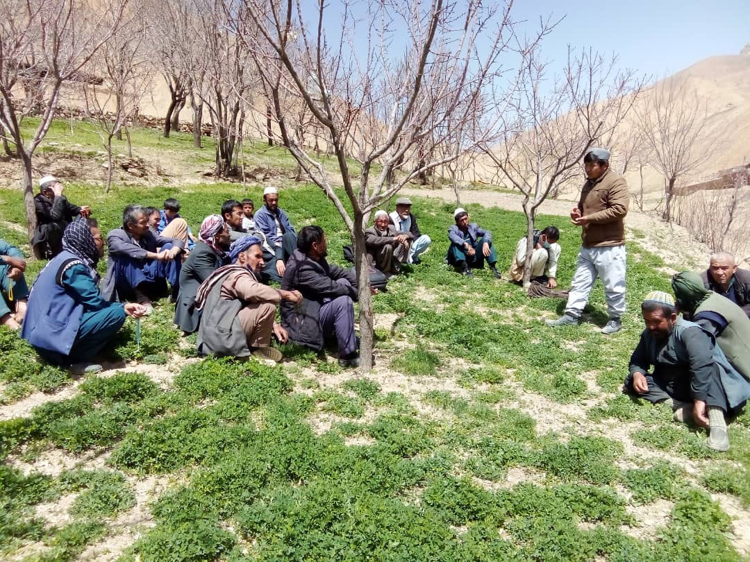 آموزش‌دهی دهقانان ولایت دایکندی در مورد آفت ملخ و سروی زمین ملخ زار