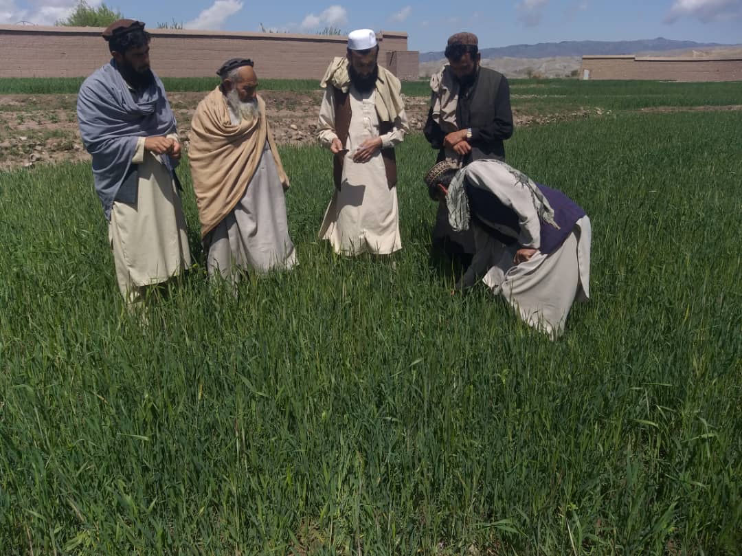 د ننګرهار حصارک کې د کرنې ریاست اړوند کارکوونکو د کارونو څارنه وشوه 