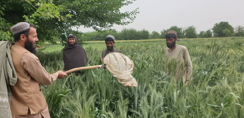 د هلمند ګرشک کې بزگرانو ته د غنمو د ناروغيو په هکله عامه پوهاوی ورکول کېږي