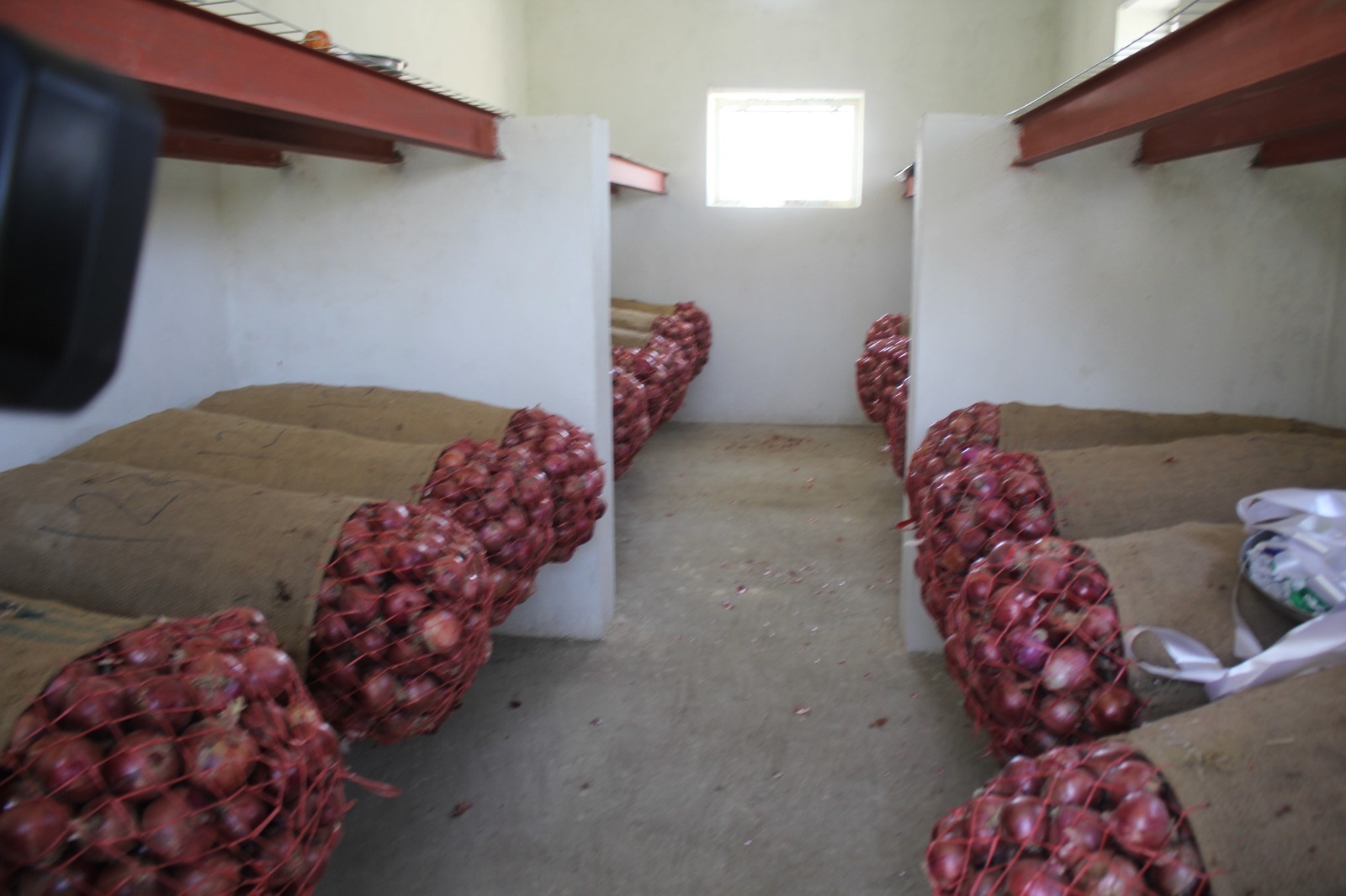 د پيازو حاصلات څه باندې ٥٤١ زره مټریک ټنو ته رسېدلی 