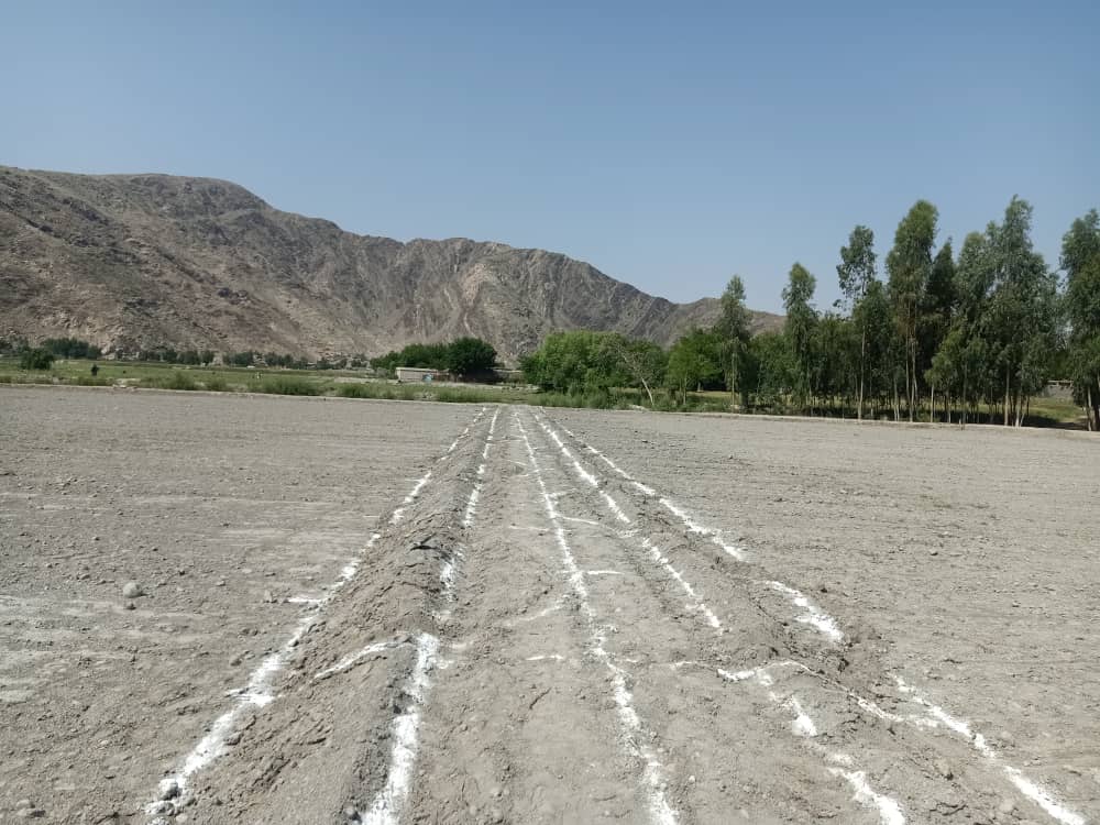 د ننګرهار کانال ریاست: هډې فارم کې کلیکسون بڼ او پارک جوړېږي