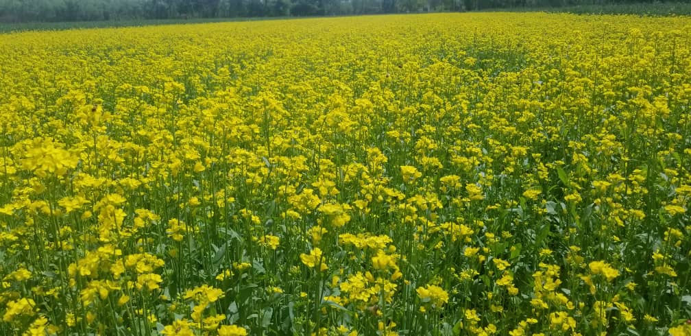 از مزارع شرشم در مرکز ولایت کاپیسا نظارت صورت گرفت