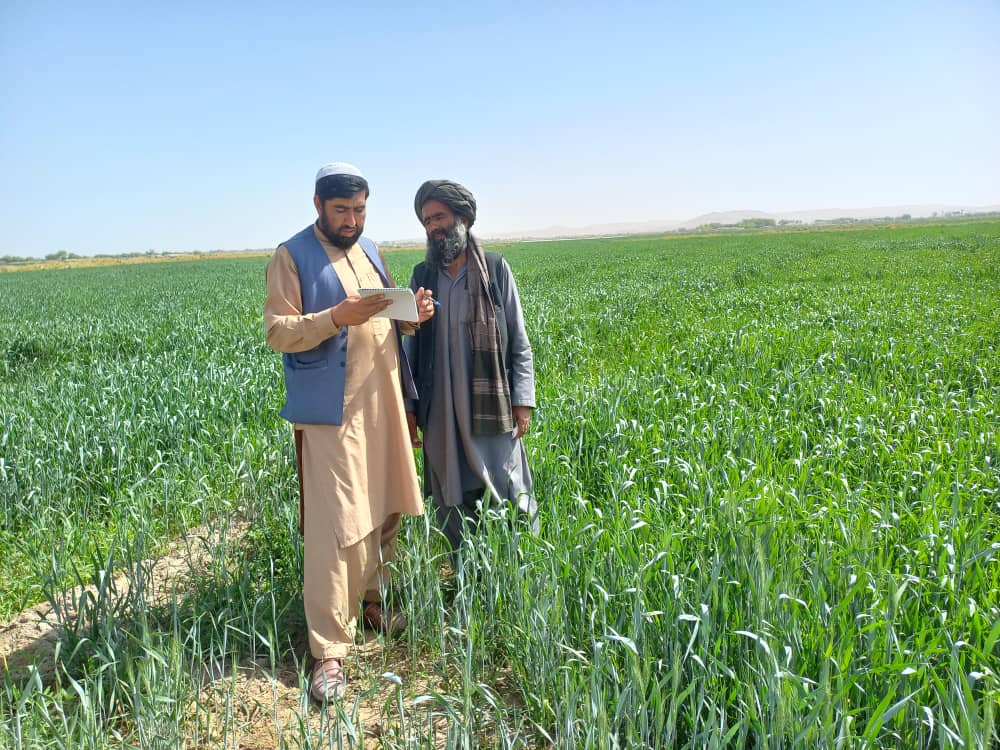 د هلمند دکرنې رياست: جنوب غرب زون کې د غنمو د اصلاح شويو تخمونو د کروندو څارنه روانه ده