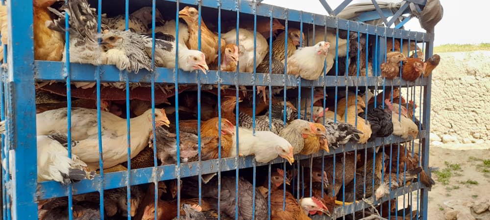 توزیع مرغ‌ تخمی برای ۱۵۰خانواده شهر شبرغان ولایت جوزجان