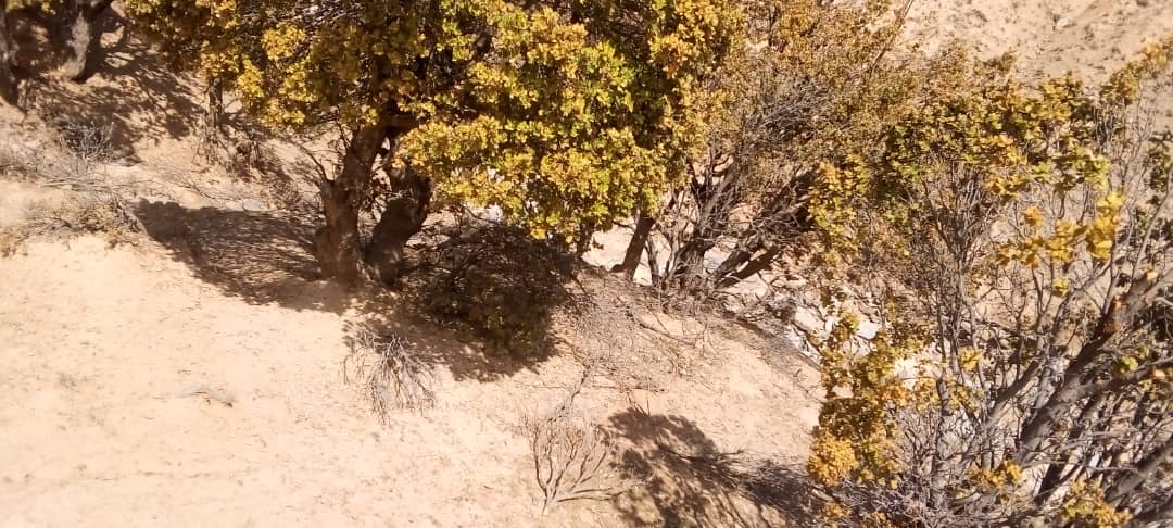 ننګرهار کې د ځنګلونو خوندیتوب په پار هڅې 