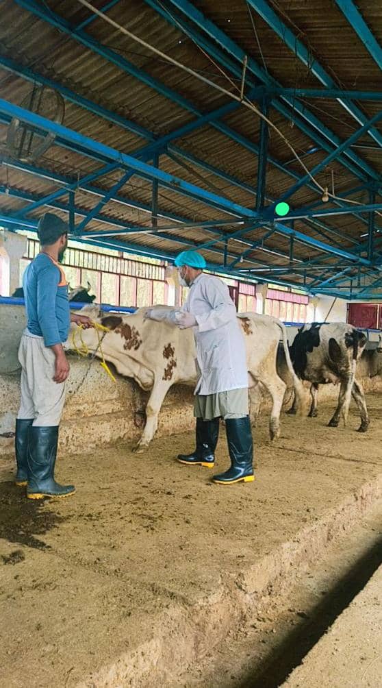 د ننګرهار کانال ریاست: د مالدارۍ شته فارمونه د طبق پر وړاندې واکسین شوي