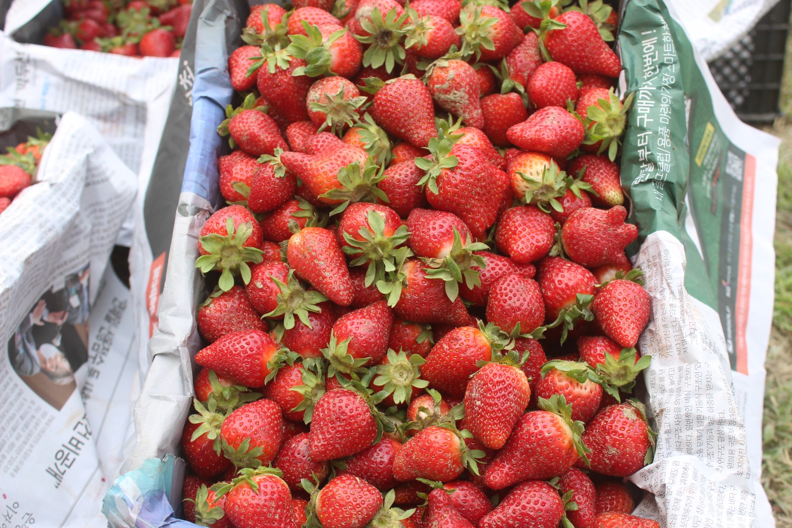 د ننګرهار کانال رياست کې د ځمکنې توتانو کرکېله پراخه شوې