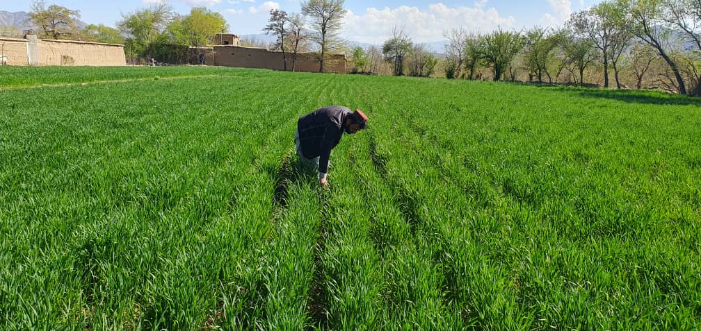 از قطعات نمایشی گندم در مرکز ولایت کاپیسا بازدید صورت گرفت
