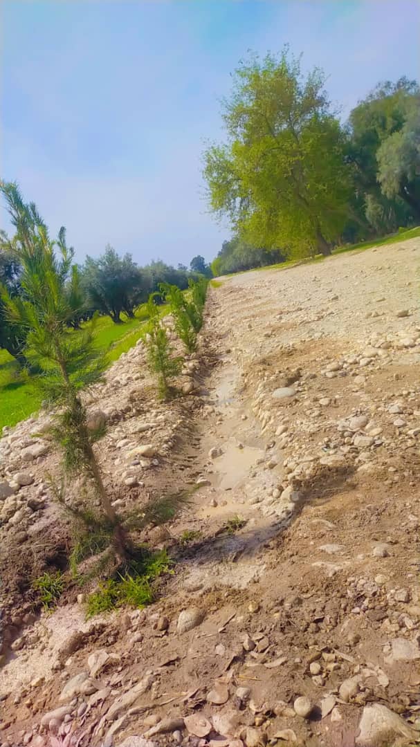 د ننګرهار کانال ریاست: هډې فارم کې د نږدې دوه زره ځنګلاتي بوټو د کر کيلې لړۍ روانه ده