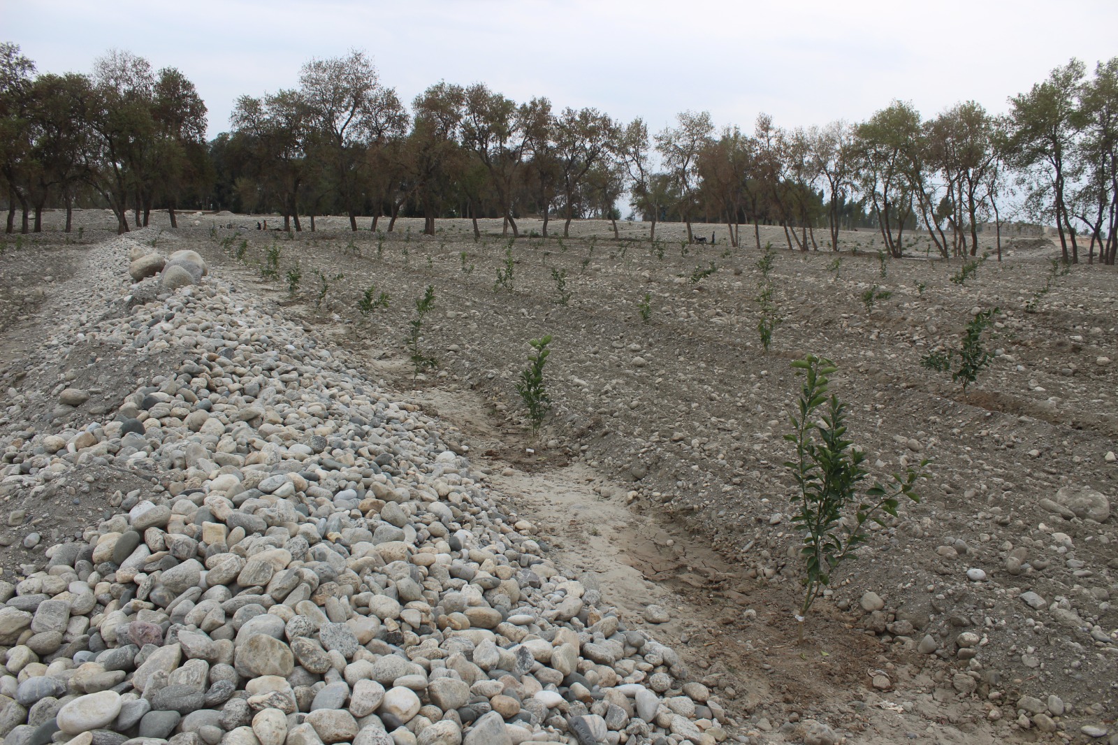 د ننګرهار کانال ریاست په ۶۲ جریبه ځمکه کې د مالټې بڼونه جوړېږي