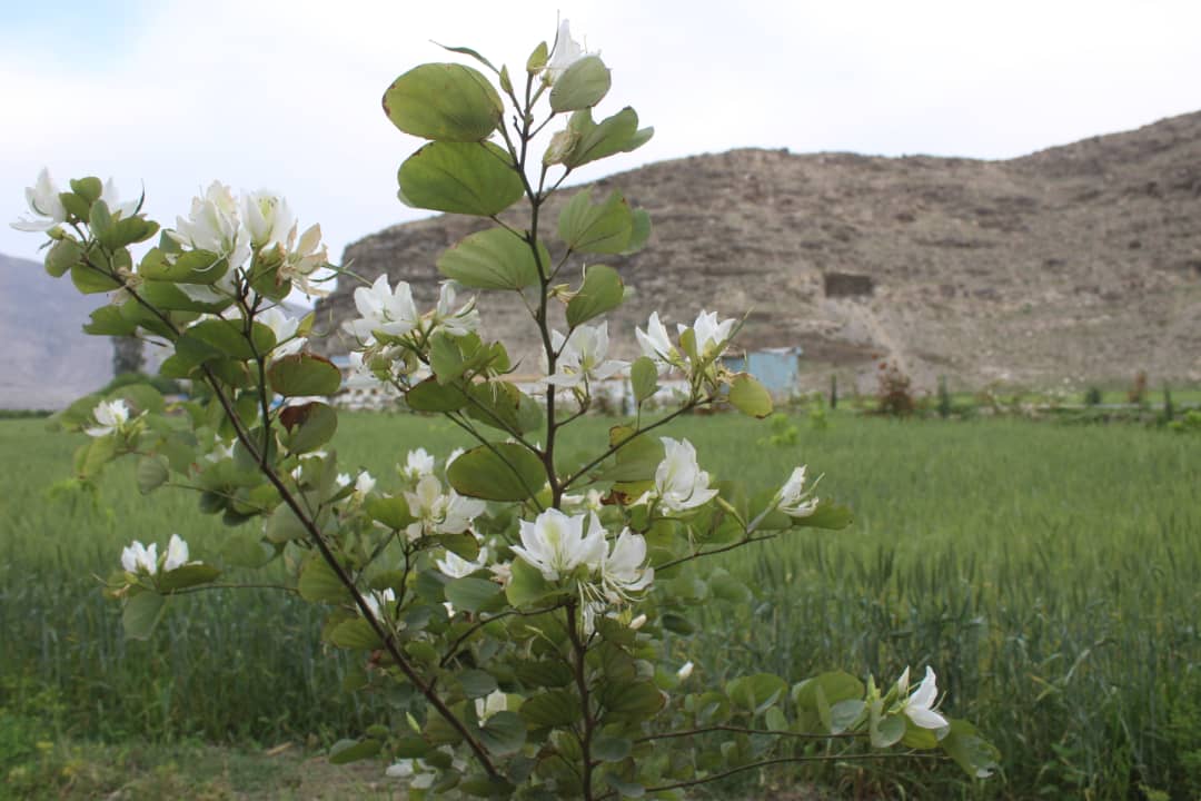 د ننګرهار کانال ریاست: هډې فارم کې څه باندې درې زره ځنګلاتي بوټو د کر کيلې لړۍ روانه ده