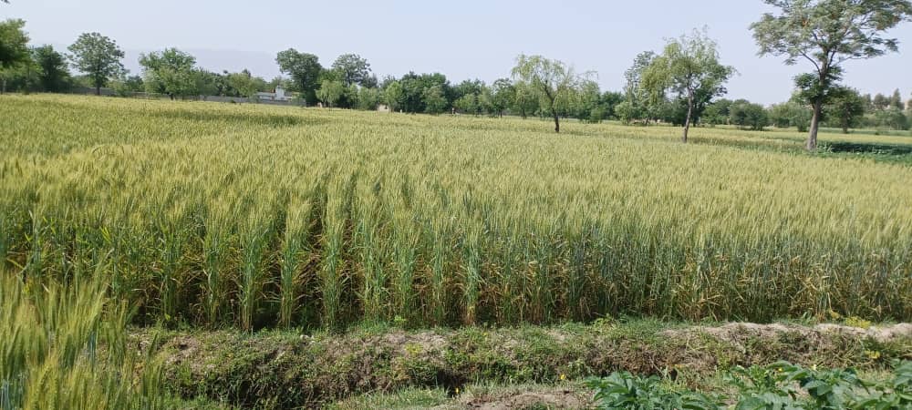 لغمان کې د غنمو ننداریزې کروندې جوړې شوي دي