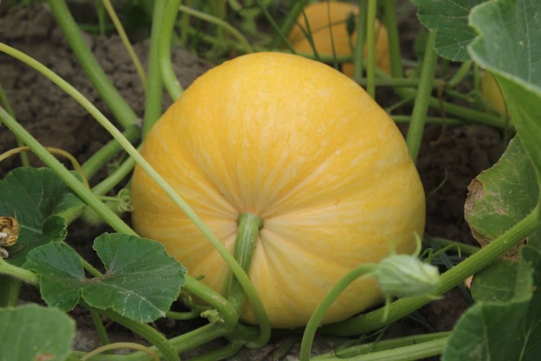 ننګرهار کانال ریاست کې د کدو محصولات ډېر شوي