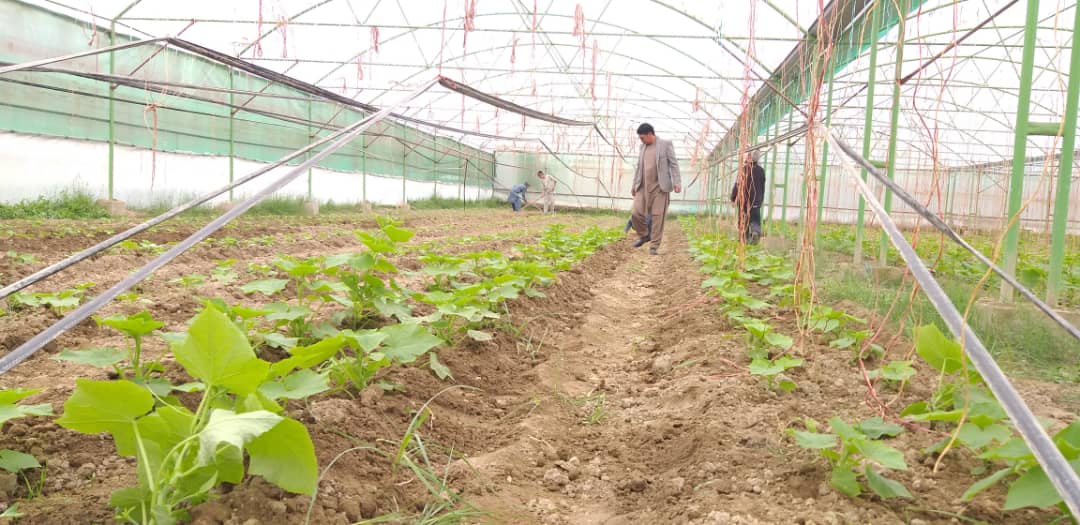 شنې خونې د بزګرانو د عوایدو غوره سرچینې