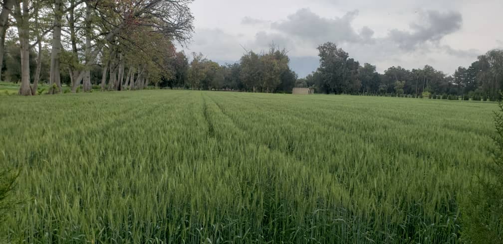 د ننګرهار کانال ریاست په ۴۰۰ جریبه د غنمو اصلاح شوي تخمونه کرل شوي