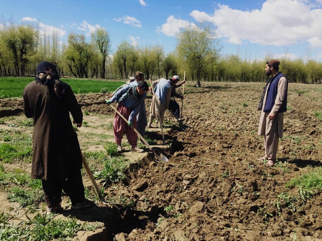 د لوګر دکرنې رياست برکي برک کې د ځنګلونو پراختيا په پار هڅې ګړندي کړي 
