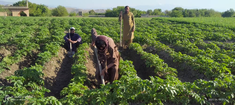 د ننګرهار دکرنې ریاست: خوګیاڼو ولسوالی کې د کچالو حاصلاتو پایلې مثبتې دي