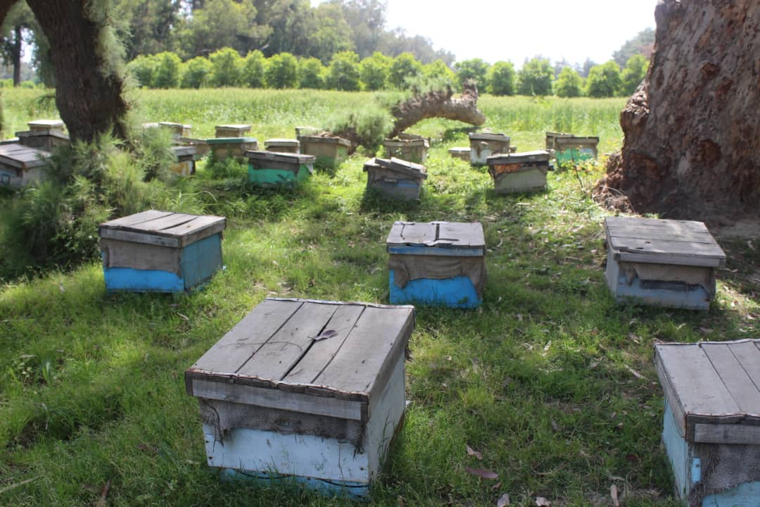 د ننګرهارکانال کې د شاتو مچیو د روزنې کاروبار غوړېدلی 