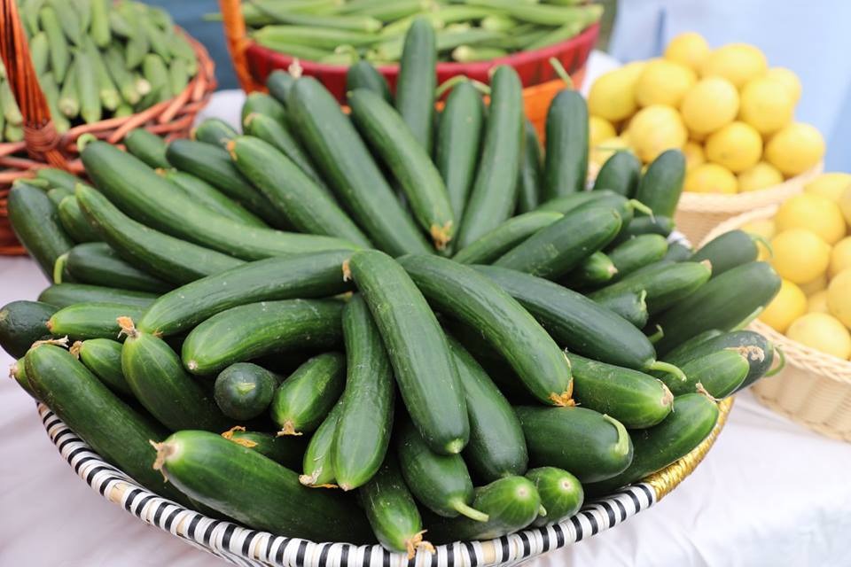 تېرکال څه باندې ۱۸۶ زره مټریک ټنه بادرنګ تولید شوي دي