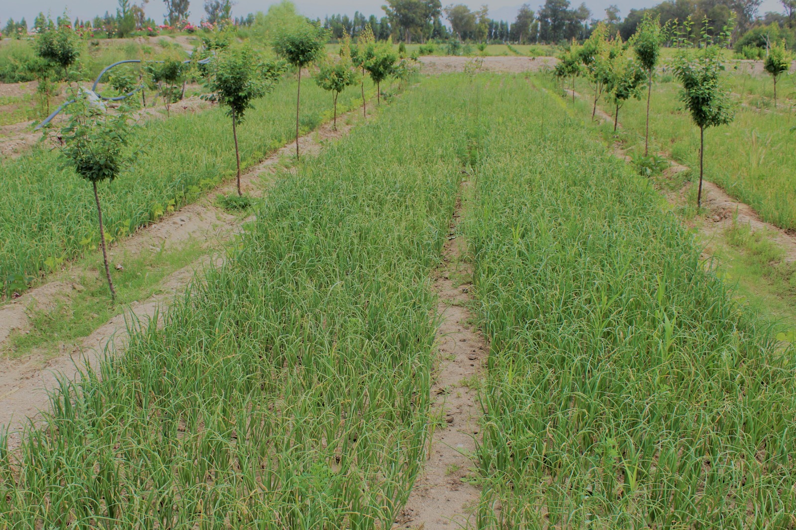 ننګرهار کانال ریاست کې د پیازو محصولات ډېر شوي