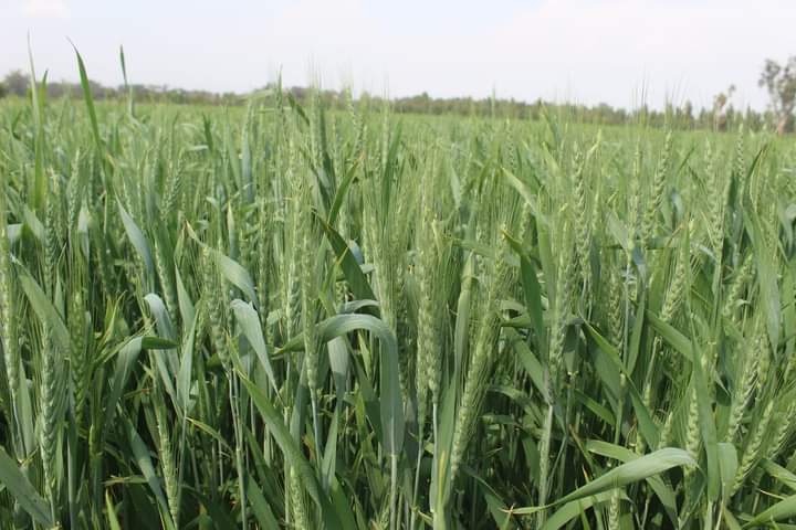 د ننګرهار کانال ریاست په ۴۰۰ جریبه د غنمو اصلاح شوي تخمونه کرل شوي