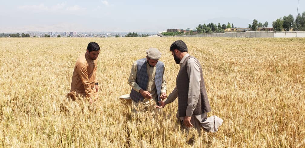 د ننګرهار کانال ریاست په ۴۰۰ جریبه د غنمو اصلاح شوي تخمونه کرل شوي