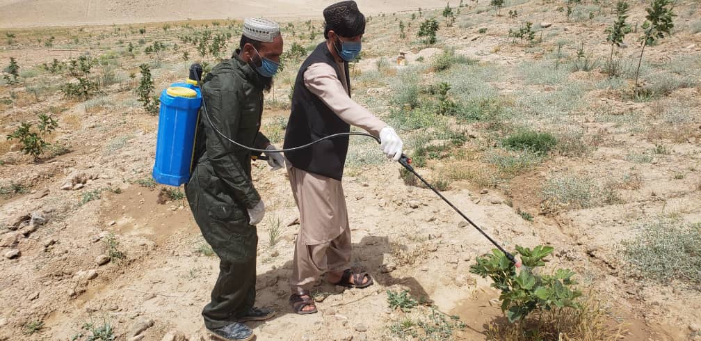 اروزګان کې یوشمېر بزګران ورزول شول