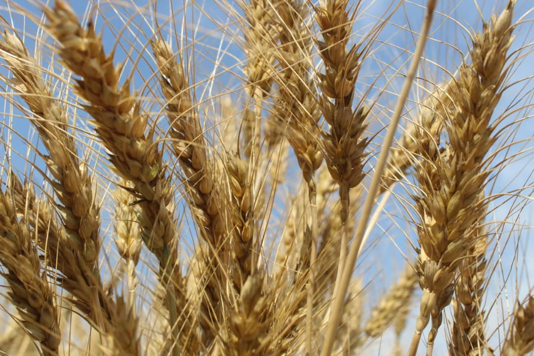 د ننګرهار کانال ریاست: د کانال ریاست په نږدې ۲۲۳۰۰ جریبه ځمکه غنم کرل شوې