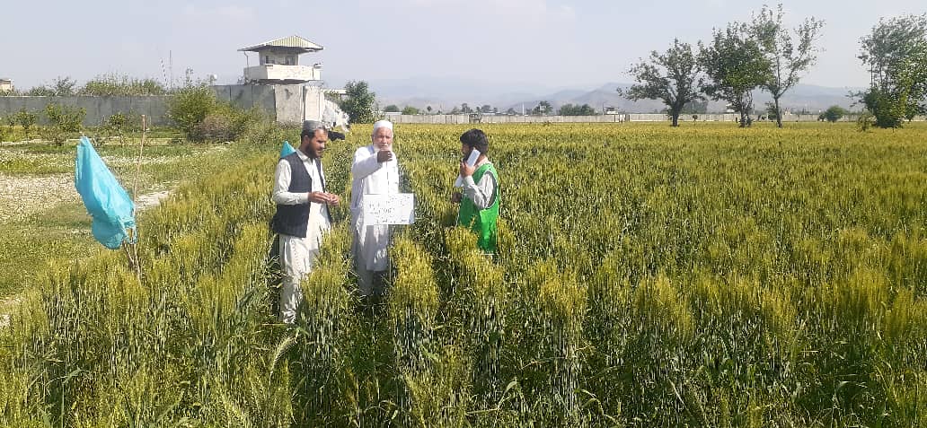 خوست کې د ميکانيزه کرکيلې دودولو په پار دغنمو ننداریزې کروندې جوړې شوې