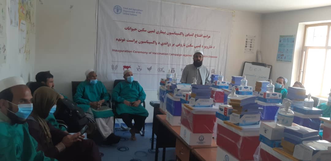 میدان وردگو کې د څارویو د پوستکي ناروغۍ(LSD) پر وړاندې د واکسینو کمپاین پیل شو