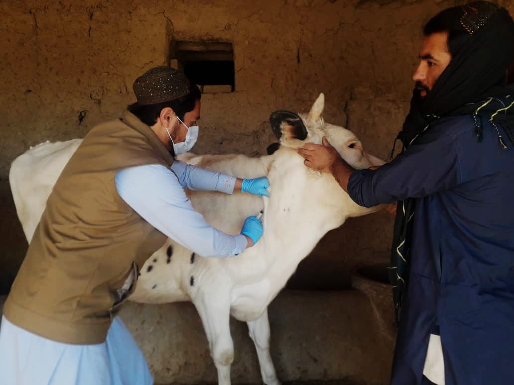 لوګر کې دڅارویود پوستکي ناروغۍپر وړاندې دواکسین کمپاین په چټکۍ روان دي