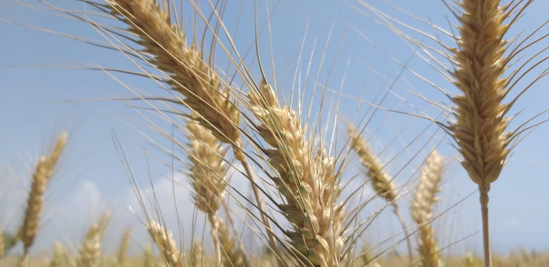 کشتزارهای گندم در ساحه کانال ننگرهار به روایت تصویر