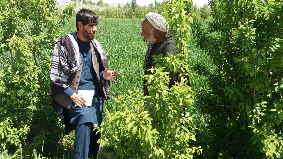 د میدان وردګو سیدآباد کې د غنمو ننداریزې کروندې جوړې شوي دي