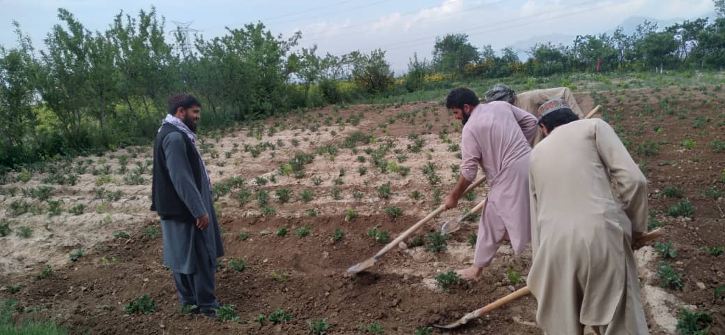 آموزش سبزی کاران ولسوالی شکر دره ولایت کابل