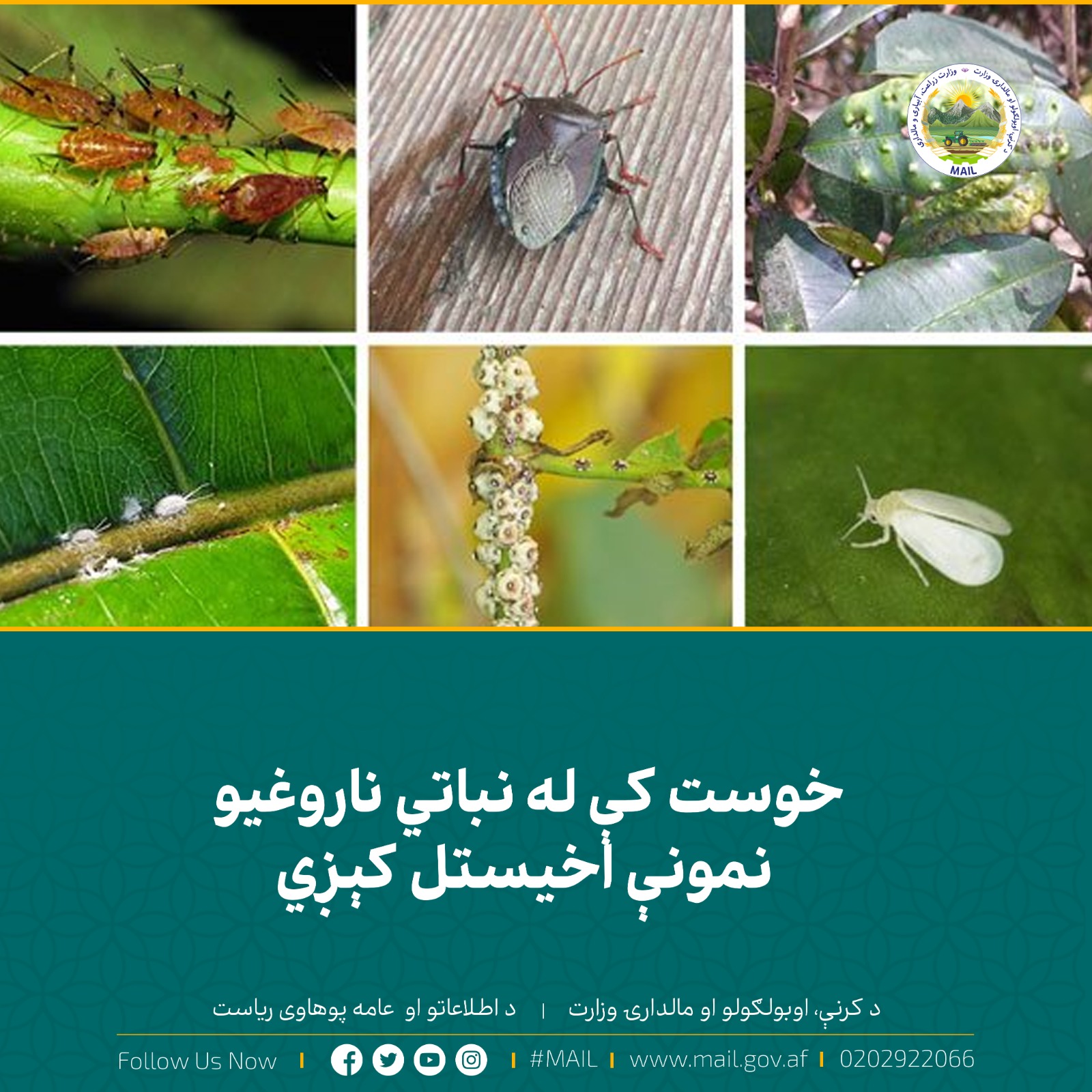 خوست کې له نباتي ناروغیو نمونې اخیستل کېږي