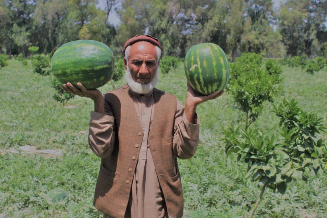 د ننګرهار کانال ریاست: په څه باندې اته زره جریبه ځمکه هندواڼې کرل شوي دي