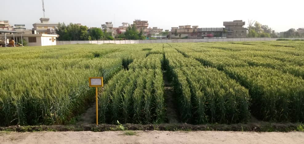 ختیځ زون کې ۲۳۹۸ متریک ټنه د غنمو اصلاح شوي تخمونه تولیدېږي 