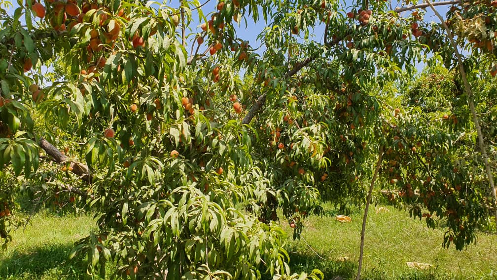 د هلمند دکرنې ریاست: تېرو دوو کلونو کې د بېلابېلو مېوو دوه زره جریبه نوې بڼونه جوړ شوي دي 